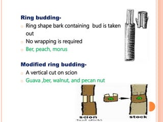 Ring budding-
o Ring shape bark containing bud is taken
out
o No wrapping is required
o Ber, peach, morus
Modified ring budding-
o A vertical cut on scion
o Guava ,ber, walnut, and pecan nut
 