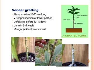 Veneer grafting
o Shoot as scion 10-15 cm long
o V-shaped incision at lower portion
o Defoliated before 10-15 days
o Unite in 3-4 weeks
o Mango, jackfruit, cashew nut
 