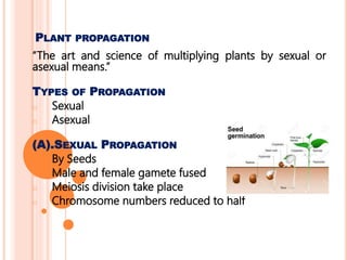 PLANT PROPAGATION
“The art and science of multiplying plants by sexual or
asexual means.”
TYPES OF PROPAGATION
o Sexual
o Asexual
(A).SEXUAL PROPAGATION
o By Seeds
o Male and female gamete fused
o Meiosis division take place
o Chromosome numbers reduced to half
 
