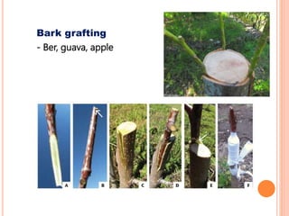 Bark grafting
- Ber, guava, apple
 