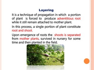 Layering
It is a technique of propagation in which a portion
of plant is forced to produce adventitious root
while it still remain attached to mother plant.
In this process, a single portion of plant constitute
root and shoot.
Upon emergence of roots the shoots is separated
from mother plants, survived in nursery for some
time and then planted in the field.
 