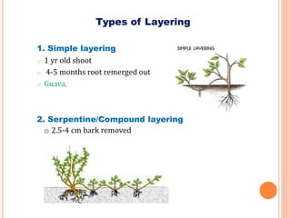 Types of Layering
1. Simple layering
o 1 yr old shoot
o 4-5 months root remerged out
o Guava,
2. Serpentine/Compound layering
o 2.5-4 cm bark removed
 