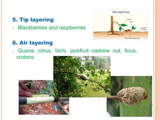 5. Tip layering
o Blackberries and raspberries
6. Air layering
o Guava, citrus, litchi, jackfruit cashew nut, ficus,
crotons
 