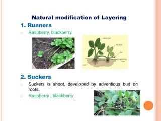 Natural modification of Layering
1. Runners
o Raspberry, blackberry
2. Suckers
o Suckers is shoot, developed by adventious bud on
roots.
o Raspberry , blackberry ,
 