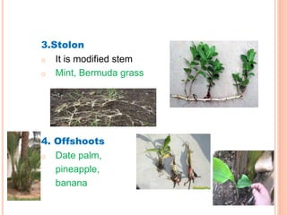 3.Stolon
o It is modified stem
o Mint, Bermuda grass
4. Offshoots
o Date palm,
pineapple,
banana
 