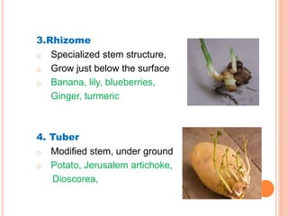 3.Rhizome
o Specialized stem structure,
o Grow just below the surface
o Banana, lily, blueberries,
Ginger, turmeric
4. Tuber
o Modified stem, under ground
o Potato, Jerusalem artichoke,
Dioscorea,
 