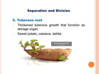 Separation and Division
5. Tuberous root
o Thickened tuberous growth that function as
storage organ
o Sweet potato, cassava, dahlia
 