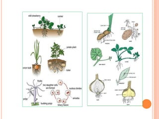 Plant Propagation Methods 