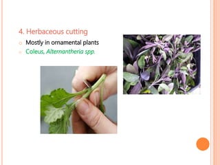 4. Herbaceous cutting
o Mostly in ornamental plants
o Coleus, Alternantheria spp.
 