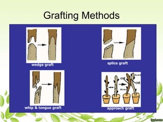 Engrafted Definition Plant propagation nxeitxh | PPTX