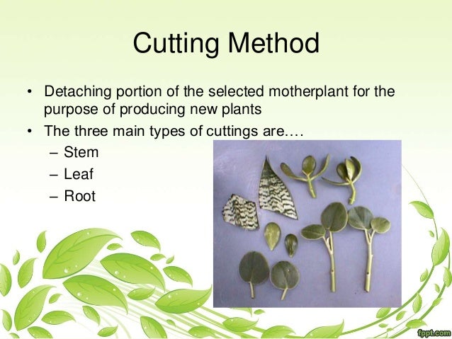 Plant propagation nxeitxh