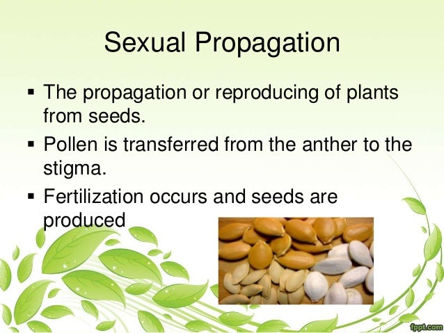 plant propergation Find and save ideas about plant propagation on pinterest | see more ideas about propogating aloe vera, propogating plants and propagate aloe vera. plant propergation Find and save ideas about plant propagation on pinterest | see more ideas about propogating aloe vera, propogating plants and propagate aloe vera.