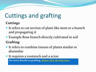 Cuttings and grafting
Cuttings
 It refers to cut section of plant like stem or a branch
and propagating it
 Example Rose branch directly cultivated in soil
Grafting
 It refers to combine tissues of plants similar or
dissimilar
 It requires a rootstock and a scion
For more details on grafting, please click the link here
 