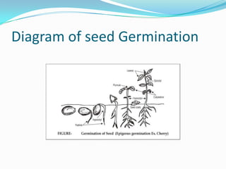 Diagram of seed Germination
 
