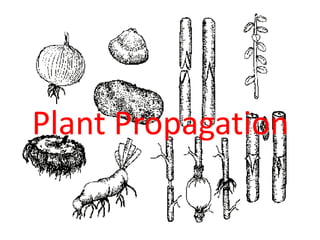 Plant Propagation
 