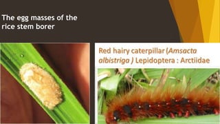 The egg masses of the
rice stem borer
 