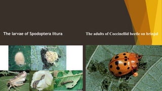 The larvae of Spodoptera litura The adults of Coccinellid beetle on brinjal
 