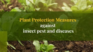 Plant Protection Measures
against
insect pest and diseases
 