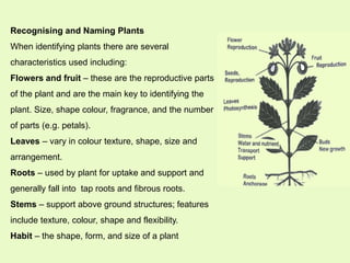 Plant recognition | PPTX