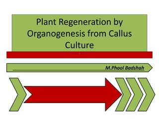 Plant Regeneration by
Organogenesis from Callus
Culture
a
M.Phool Badshah
 