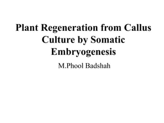 Plant Regeneration from Callus
Culture by Somatic
Embryogenesis
M.Phool Badshah
 