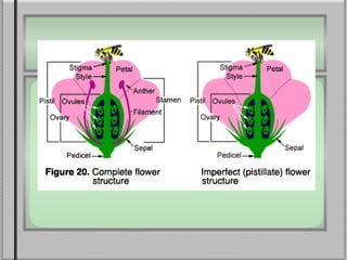 Reprod Plant reprod | PPT