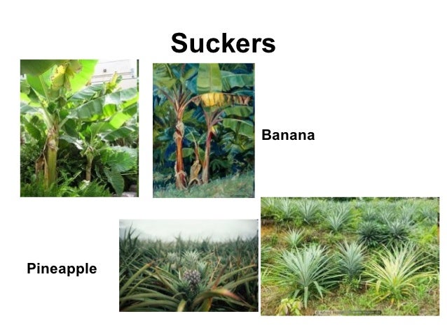 plant-reproduce
