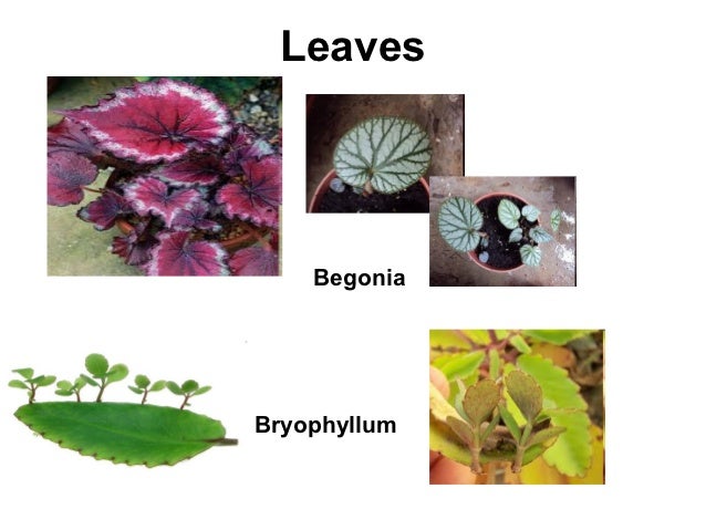 Plant Reproduce Plant Reproduce