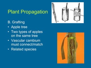 Plant Propagation B. Grafting Apple tree Two types of apples  on the same tree Vascular cambium  must connect/match Related species 