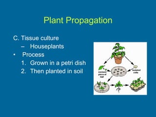 Plant Propagation C. Tissue culture Houseplants Process Grown in a petri dish Then planted in soil 