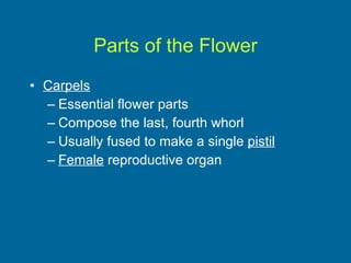 Parts of the Flower Carpels Essential flower parts Compose the last, fourth whorl Usually fused to make a single  pistil Female  reproductive organ 