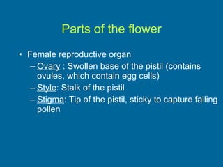 Parts of the flower Female reproductive organ Ovary  : Swollen base of the pistil (contains ovules, which contain egg cells) Style : Stalk of the pistil Stigma : Tip of the pistil, sticky to capture falling pollen 
