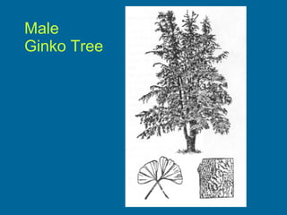 Male  Ginko Tree 