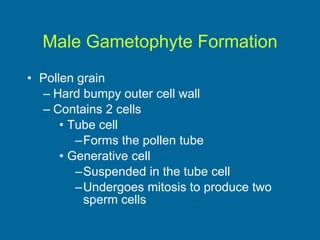 Male Gametophyte Formation Pollen grain Hard bumpy outer cell wall  Contains 2 cells Tube cell  Forms the pollen tube Generative cell Suspended in the tube cell Undergoes mitosis to produce two sperm cells 