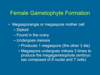 Female Gametophyte Formation Megasporangia or megaspore mother cell  Diploid  Found in the ovary  Undergoes meiosis  Produces 1 megaspore (the other 3 die) Megaspore undergoes mitosis 3 times to produce the megagametophyte (embryo sac composed of 8 nuclei and 7 cells)  
