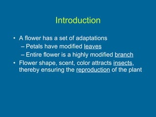 Introduction A flower has a set of adaptations Petals have modified  leaves Entire flower is a highly modified  branch Flower shape, scent, color attracts  insects , thereby ensuring the  reproduction  of the plant 