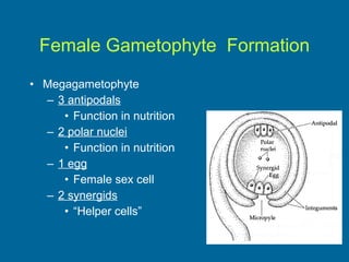 Female Gametophyte  Formation Megagametophyte 3 antipodals Function in nutrition 2 polar nuclei Function in nutrition 1 egg Female sex cell 2 synergids “ Helper cells” 