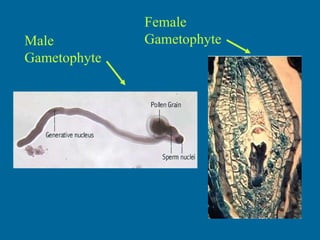 Male Gametophyte Female Gametophyte 