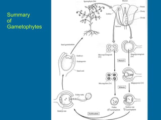 Summary  of  Gametophytes 