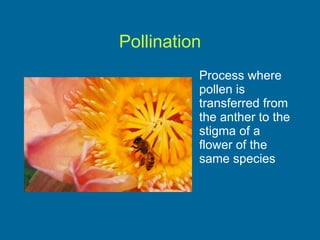 Pollination Process where pollen is transferred from the anther to the stigma of a flower of the same species 