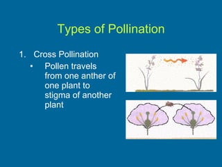 Types of Pollination Cross Pollination Pollen travels from one anther of one plant to stigma of another plant 