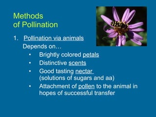 Methods  of Pollination Pollination via animals Depends on… Brightly colored  petals Distinctive  scents Good tasting  nectar  (solutions of sugars and aa) Attachment of  pollen  to the animal in hopes of successful transfer 