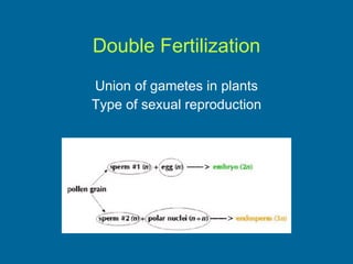 Double Fertilization Union of gametes in plants Type of sexual reproduction 