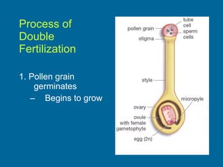 Process of  Double  Fertilization 1. Pollen grain  germinates Begins to grow 