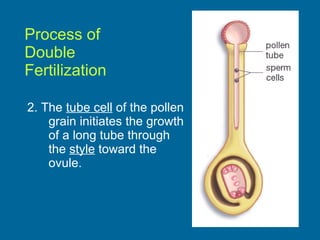 Process of  Double  Fertilization 2. The  tube cell  of the pollen grain initiates the growth of a long tube through the  style  toward the ovule. 