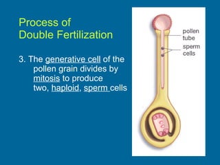 Process of  Double Fertilization 3. The  generative cell  of the pollen grain divides by  mitosis  to produce  two,  haploid ,  sperm  cells 