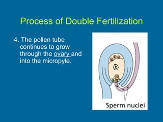 Process of Double Fertilization 4. The pollen tube continues to grow through the  ovary  and into the micropyle. 