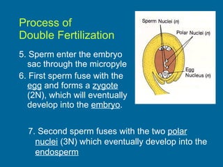 Process of  Double Fertilization 5. Sperm enter the embryo sac through the micropyle 6. First sperm fuse with the  egg  and forms a  zygote  (2N), which will eventually develop into the  embryo . 7. Second sperm fuses with the two  polar nuclei  (3N) which eventually develop into the  endosperm 