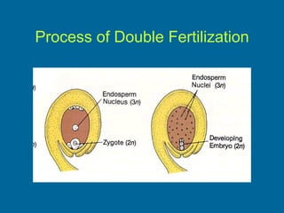 Process of Double Fertilization 