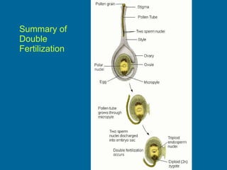 Summary of  Double  Fertilization 